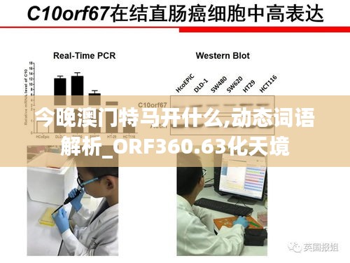 今晚澳門特馬開什么,動態(tài)詞語解析_ORF360.63化天境