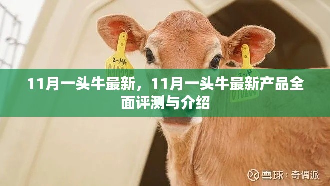 11月一頭牛最新產(chǎn)品全面評測與介紹，最新動(dòng)態(tài)一覽