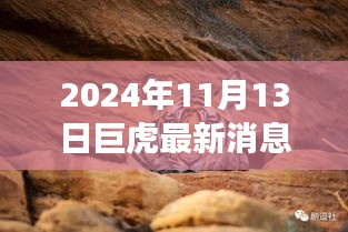 巨虎躍新天，學(xué)習(xí)力量與自信之光的蛻變——2024年11月13日最新消息