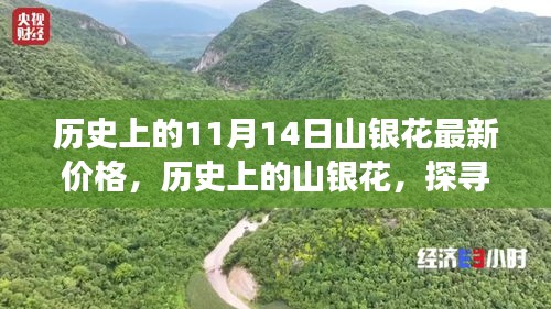 探尋山銀花價(jià)格變遷背后的故事與影響，歷史上的最新價(jià)格回顧（11月14日）