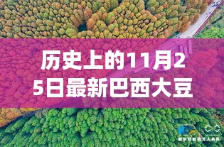 探尋自然秘境，巴西大豆與心靈之旅的交匯點——歷史上的最新巴西大豆報道