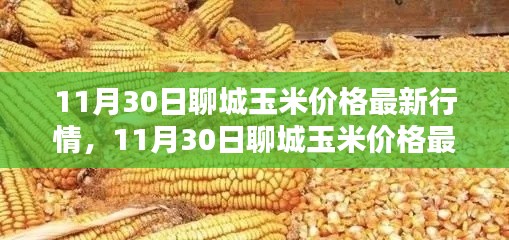 掌握聊城玉米最新行情，解析11月30日玉米價格動態(tài)及應(yīng)對策略