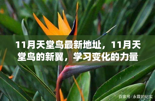 11月天堂鳥新翼展翅，學(xué)習(xí)變化力量，自信翱翔人生藍天