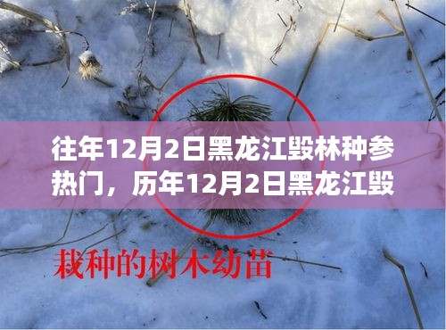 黑龍江毀林種參事件回顧，探尋背后的故事與啟示，歷年12月2日熱門事件聚焦