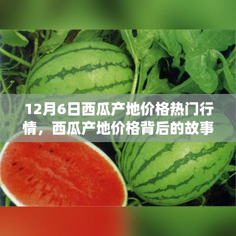 12月6日西瓜產(chǎn)地價(jià)格深度解析，變化的力量與自信的種子