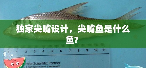 獨(dú)家尖嘴設(shè)計(jì)，尖嘴魚是什么魚? 