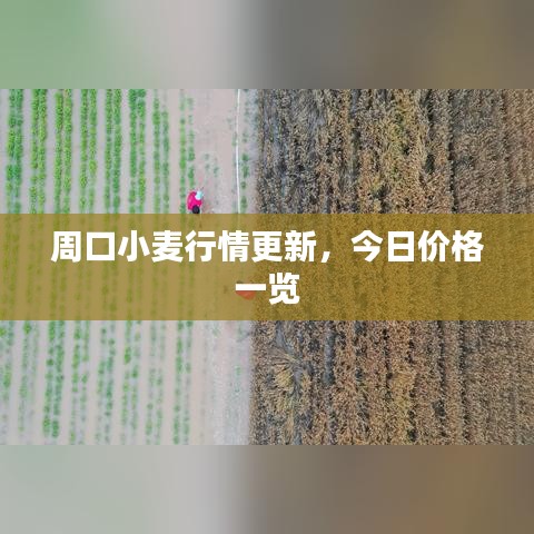 周口小麥行情更新，今日價格一覽