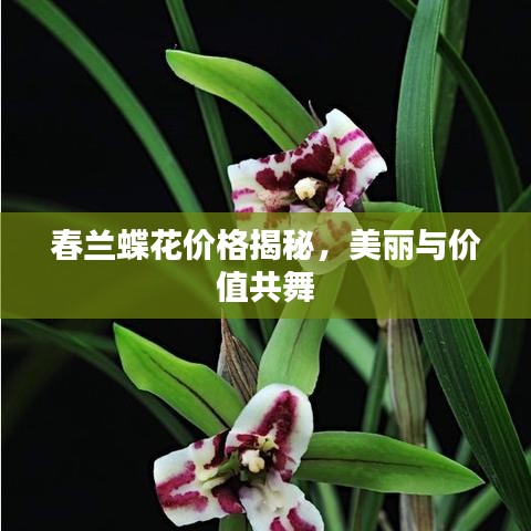 春蘭蝶花價格揭秘，美麗與價值共舞