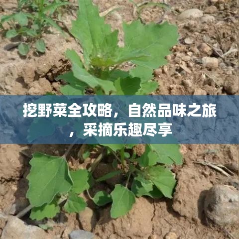 挖野菜全攻略，自然品味之旅，采摘樂趣盡享