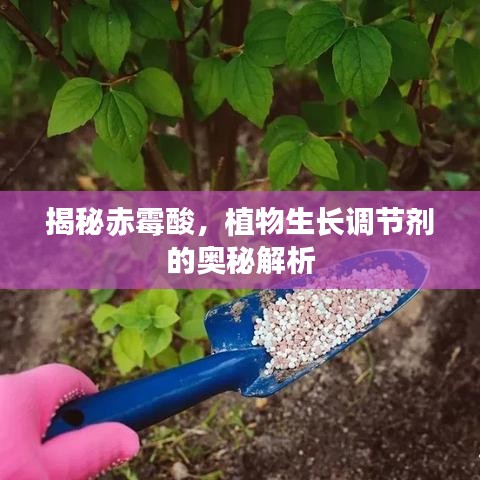 揭秘赤霉酸，植物生長(zhǎng)調(diào)節(jié)劑的奧秘解析