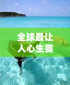 全球最讓人心生畏懼的海豹排名大揭秘！