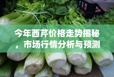 今年西芹價格走勢揭秘，市場行情分析與預(yù)測