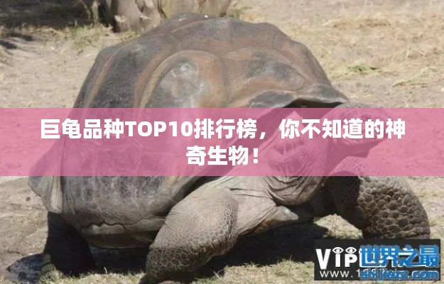 巨龜品種TOP10排行榜，你不知道的神奇生物！