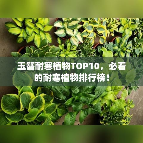 玉簪耐寒植物TOP10，必看的耐寒植物排行榜！