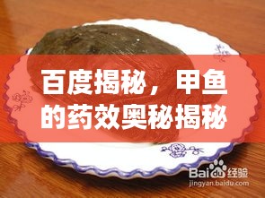 百度揭秘，甲魚的藥效奧秘揭秘！