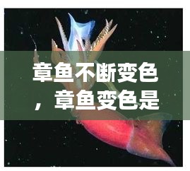 章魚不斷變色，章魚變色是主動變異嗎 